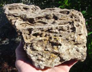 Rare Petrified Wood Brilliant Alabama Fossil Crystal  