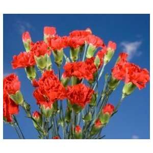 Red Spray Carnations 300 Grocery & Gourmet Food