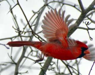 10 new PERSONALIZED red cardinal bird card assortment  