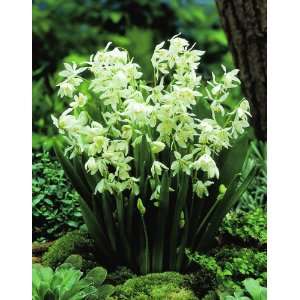   Scilla siberica Alba Flower Bulbs   12 bulbs Patio, Lawn & Garden