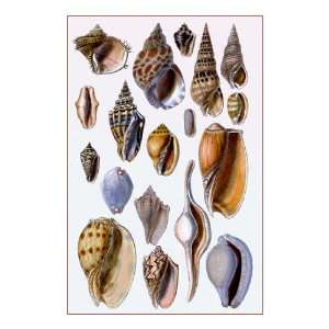  Shells Trachelipoda #6 20x30 poster