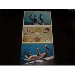    Post Cards of Florida Pelicans and Seashells 