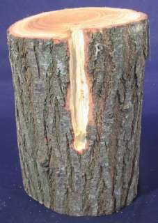 Chinaberry Wood Log Turning Blank Lathe 6 7 x 10  