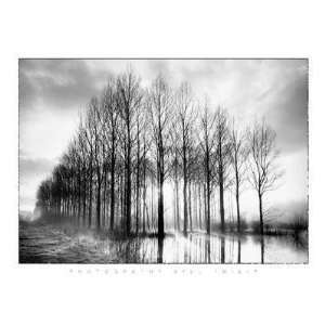  Trees In Normandy Poster Print