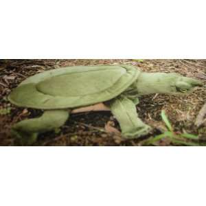  12 Turtle (softshell) Toys & Games