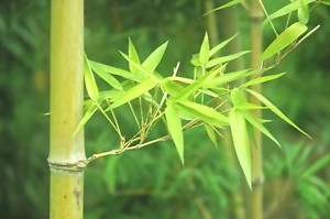 bamboo seed + Dendrocalamus membramaceus 15 nice seeds  