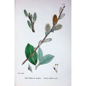   Common Sallow Salix Cinerea Botany Plants C1902 Colour