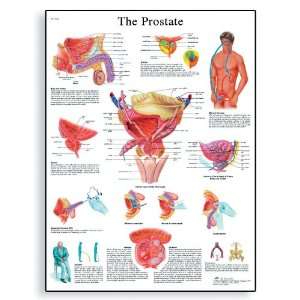  3B Scientific VR1528UU Glossy Paper The Prostate Gland 