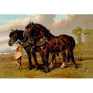  Clydesdale Stallion & Mare 20x30 poster