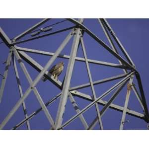 Common Buzzard, Adult on Electricity Pylon, Scotland Photographic 