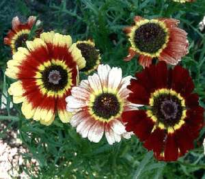 Painted Daisy Tri Color Rainbow Mix 200+ Seeds  