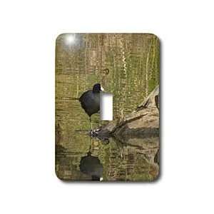   ducks   American Coot   Light Switch Covers   single toggle switch