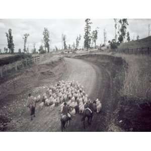 Chilean Ranchers Herd their Sheep from Pastures to Corrals 