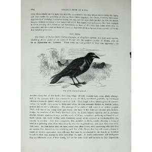    CassellS Birds C1870 Raven Rook Corvus Frugilegus