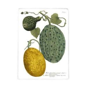   Melons II   Poster by Johann Wilhelm Weinmann (10x14)