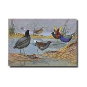  Several Species Of Marsh Birds Giclee Print