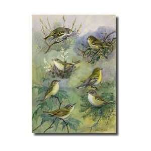  Several Species Of Vireos Giclee Print