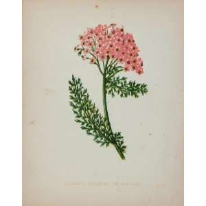  1898 Botanical Print Pink Yarrow Achillaea Millefolium 