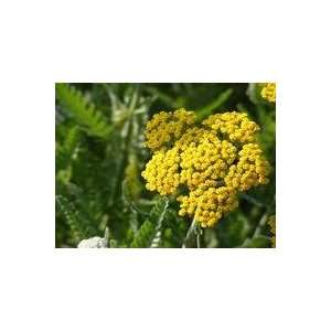  GOLD YARROW 500 SEEDS Patio, Lawn & Garden