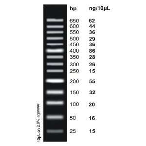 Fisher BioReagents ex ACTG ene DNA Ladders, 1kb Plus DNA 