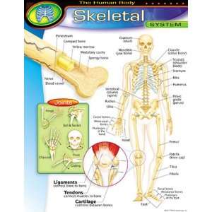  Chart Skeletal System Gr 5 8 17X22 Toys & Games