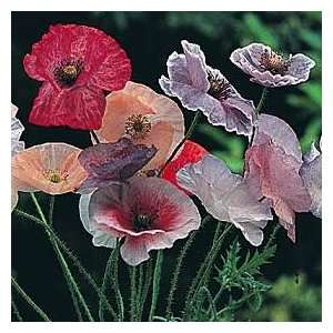  Poppy Fairy Wings 50 Seeds/Seed Patio, Lawn & Garden