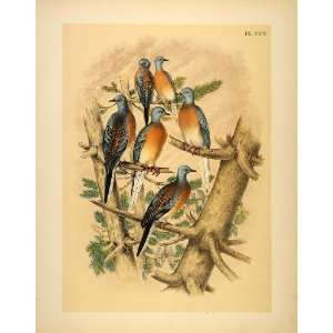  1881 Chromolithograph Birds Passenger Pigeon Extinct 