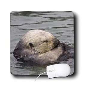  VWPics Sealions and Seals   California Sea Otter sleeping 
