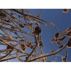  Dead Flowers Covered with Frost Against Bright Blue Sky 