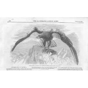 Sea Eagle Shot Arundel 1858 Antique Print 