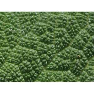  Close up of a Green Leaf with a Distinct Texture Stretched 