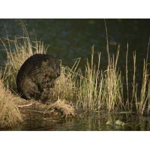  A Wet Beaver Sitting in a Clump of Grasses at the Waters 