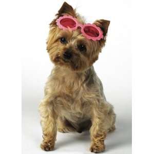  PINK   Daisy Sunglasses Barrettes