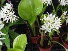 Pancratium zeylanicum spider White lily 3 Bulbs+PhytoDo