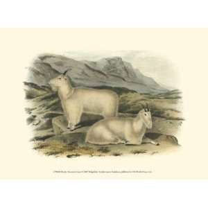 Rocky Mountain Goat by John Woodhouse Audubon 13x10  