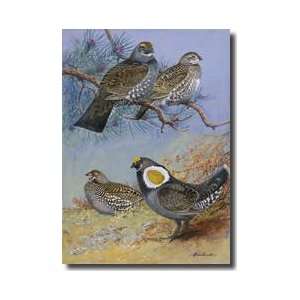  Mating Pairs Of Two Different Species Of Grouse Giclee 