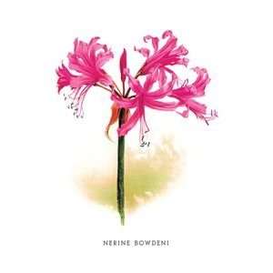  Nerine Bowdeni   Paper Poster (18.75 x 28.5)