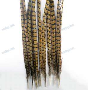 5pc Natural Ring Neck Pheasant Tail Feathers 20 22 LONG Fly/Craft 