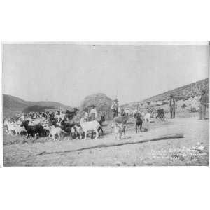   ,Santa Fe,New Mexico,N.M.,c1889,Goats being herded