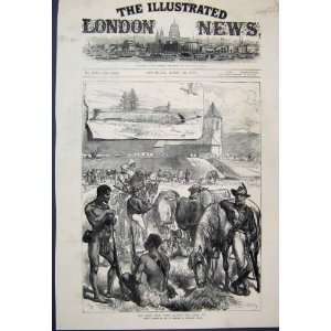  1879 Zulu War Fort Ekowe Horses Cattle Sketch