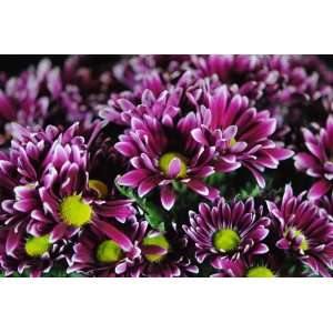  Maroon and White Mums Flower Photograph 