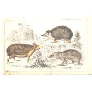  H/C 1852 Goldsmith Hedgehog, Tendrac,Tenrec