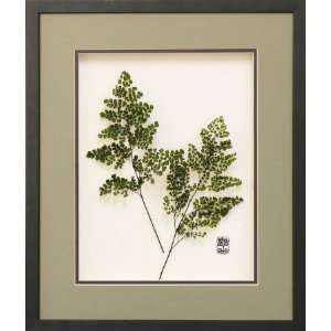  Petite Southern Maidenhair Ferns (Authentic Preserved 