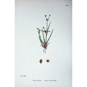  Botany Plants C1902 Lesser Jointed Rush Juncus Supinus 