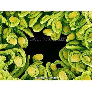  Orchid cactus ovules, SEM Framed Prints