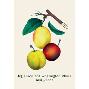   and Washington Plums and Peach 28x42 Giclee on Canvas