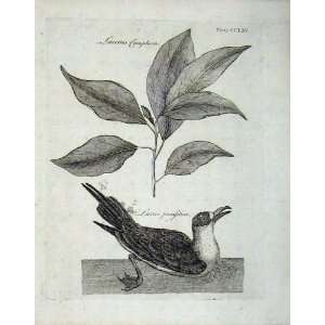  Laurus Camphora Encyclopaedia Britannica Nature Bird