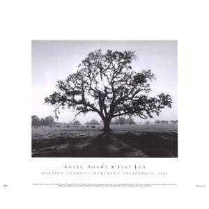   Oak Tree, Sunrise Finest LAMINATED Print Ansel Adams 14x11 Home