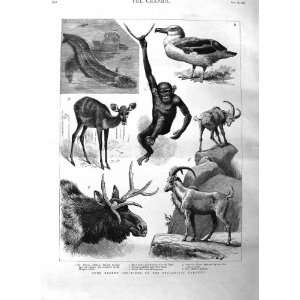   1885 Zoological Gardens Albatross Chimpanzee Animals