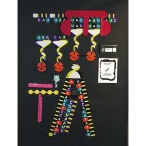  Protein Synthesis Manipulatives Classroom Kit For Class of 